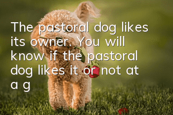 The pastoral dog likes its owner. You will know if the pastoral dog likes it or not at a glance!
