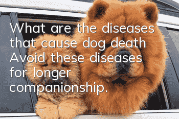 What are the diseases that cause dog death? Avoid these diseases for longer companionship.