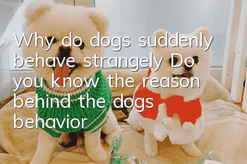 Why do dogs suddenly behave strangely? Do you know the reason behind the dog’s behavior?
