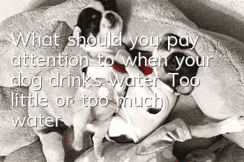 What should you pay attention to when your dog drinks water? Too little or too much water is not good for your dog.