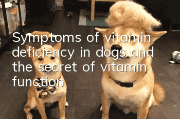 Symptoms of vitamin deficiency in dogs and the secret of vitamin function