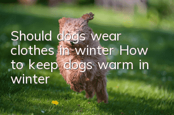 Should dogs wear clothes in winter? How to keep dogs warm in winter