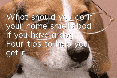 What should you do if your home smells bad if you have a dog? Four tips to help you get rid of the smell.