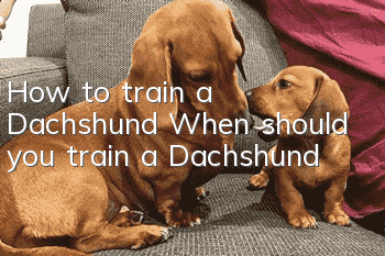How to train a Dachshund? When should you train a Dachshund?