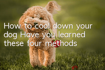How to cool down your dog? Have you learned these four methods?