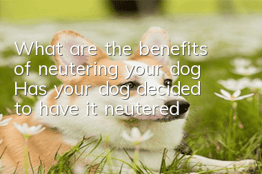 What are the benefits of neutering your dog? Has your dog decided to have it neutered?