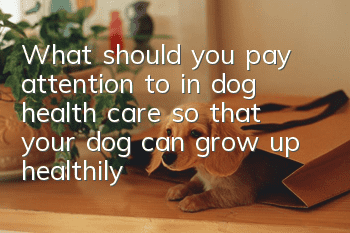 What should you pay attention to in dog health care so that your dog can grow up healthily?