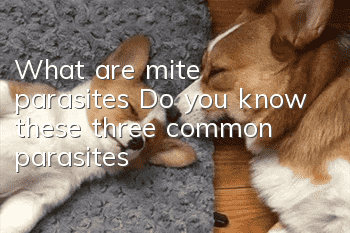 What are mite parasites? Do you know these three common parasites?