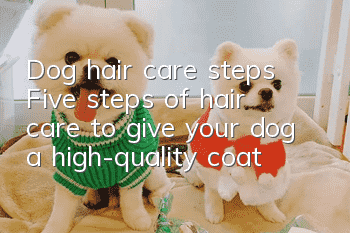 Dog hair care steps Five steps of hair care to give your dog a high-quality coat!