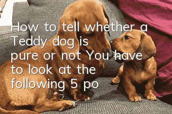 How to tell whether a Teddy dog ​​is pure or not? You have to look at the following 5 points to determine whether a Teddy dog ​​is pure or not!