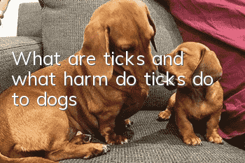 What are ticks and what harm do ticks do to dogs?