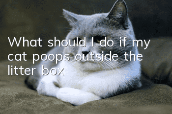 What should I do if my cat poops outside the litter box?