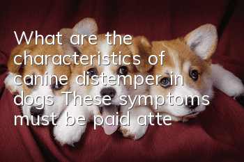What are the characteristics of canine distemper in dogs? These symptoms must be paid attention to