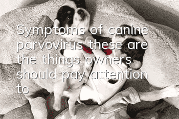 Symptoms of canine parvovirus: these are the things owners should pay attention to