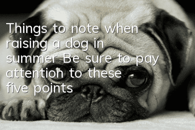 Things to note when raising a dog in summer: Be sure to pay attention to these five points