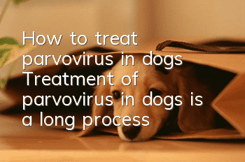How to treat parvovirus in dogs? Treatment of parvovirus in dogs is a long process!