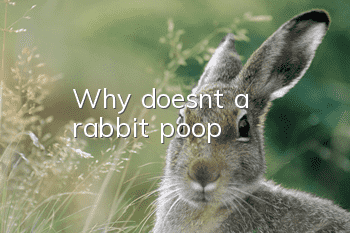 Why doesn't a rabbit poop?