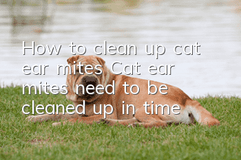 How to clean up cat ear mites Cat ear mites need to be cleaned up in time!