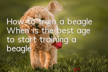 How to train a beagle? When is the best age to start training a beagle?
