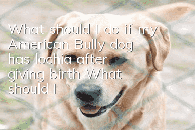 What should I do if my American Bully dog ​​has lochia after giving birth? What should I do if my American Bully dog ​​has postpartum lochia?