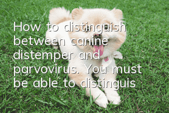 How to distinguish between canine distemper and parvovirus. You must be able to distinguish between canine distemper and parvovirus!