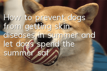 How to prevent dogs from getting skin diseases in summer and let dogs spend the summer safely