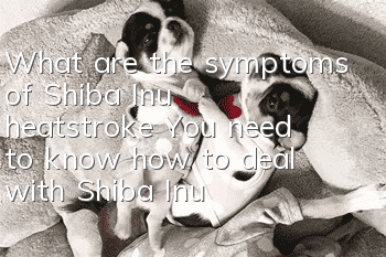 What are the symptoms of Shiba Inu heatstroke? You need to know how to deal with Shiba Inu heatstroke!
