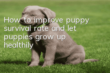 How to improve puppy survival rate and let puppies grow up healthily