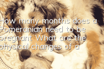 How many months does a Pomeranian need to be pregnant? What are the physical changes of a Pomeranian during pregnancy?