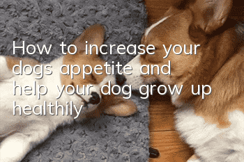 How to increase your dog’s appetite and help your dog grow up healthily