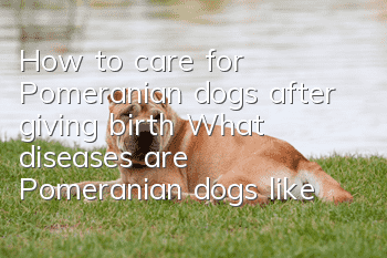 How to care for Pomeranian dogs after giving birth? What diseases are Pomeranian dogs likely to get after giving birth?