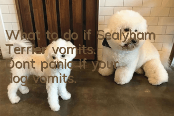 What to do if Sealyham Terrier vomits. Don’t panic if your dog vomits.