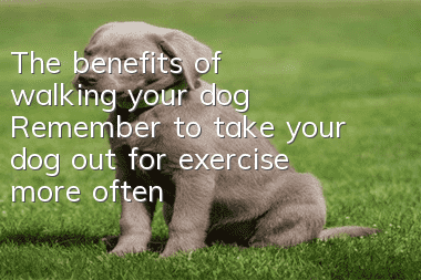 The benefits of walking your dog: Remember to take your dog out for exercise more often