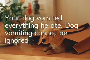 Your dog vomited everything he ate. Dog vomiting cannot be ignored!