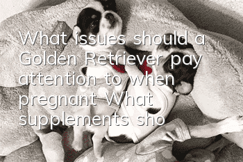 What issues should a Golden Retriever pay attention to when pregnant? What supplements should a Golden Retriever take during pregnancy?