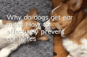 Why do dogs get ear mites? How to effectively prevent ear mites