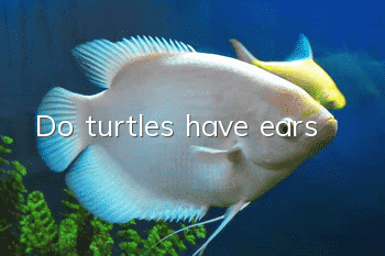 Do turtles have ears?