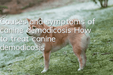 Causes and symptoms of canine demodicosis How to treat canine demodicosis