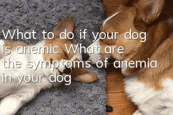 What to do if your dog is anemic? What are the symptoms of anemia in your dog?