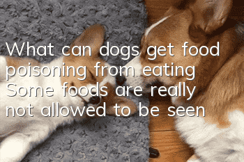 What can dogs get food poisoning from eating? Some foods are really not allowed to be seen by dogs.