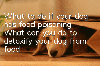 What to do if your dog has food poisoning? What can you do to detoxify your dog from food poisoning?