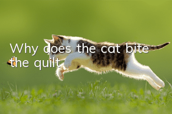 Why does the cat bite the quilt?