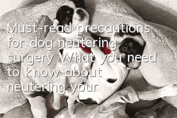 Must-read precautions for dog neutering surgery What you need to know about neutering your dog