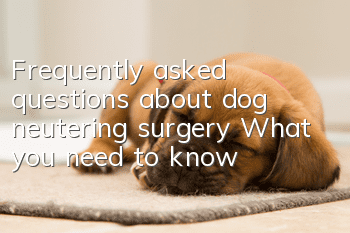 Frequently asked questions about dog neutering surgery What you need to know