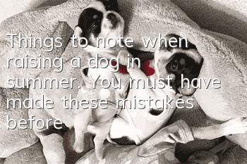 Things to note when raising a dog in summer. You must have made these mistakes before