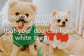 How to prevent dog dental calculus so that your dog can have big white teeth