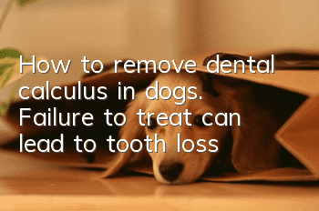 How to remove dental calculus in dogs. Failure to treat can lead to tooth loss