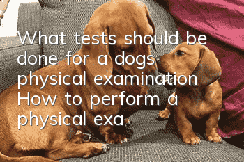What tests should be done for a dog’s physical examination? How to perform a physical examination on your dog at home?