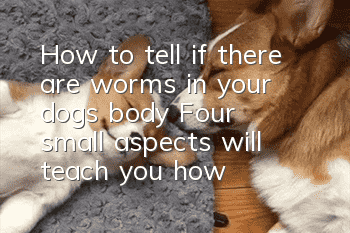How to tell if there are worms in your dog’s body? Four small aspects will teach you how to tell the difference easily.
