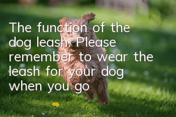 The function of the dog leash. Please remember to wear the leash for your dog when you go out.